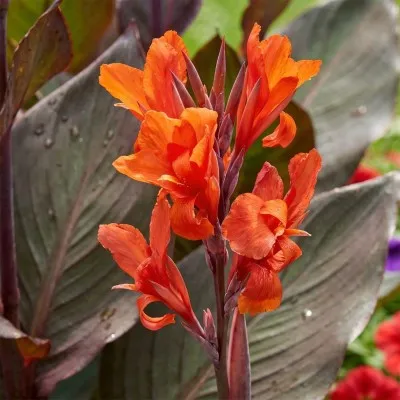 Канна Red Stripe фото