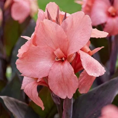 Канна Shining Peach фото