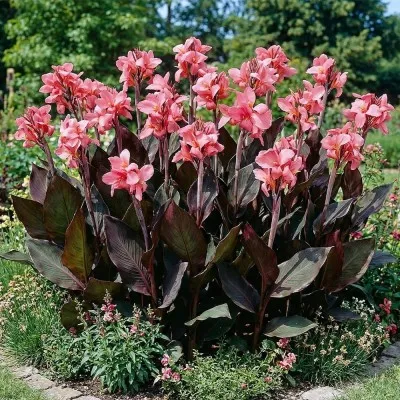 Канна Shining Pink фото