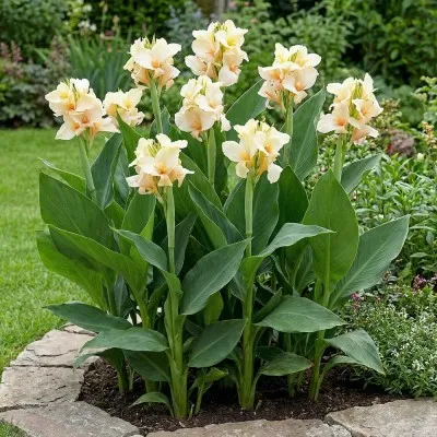 Канна Vanilla Cream фото