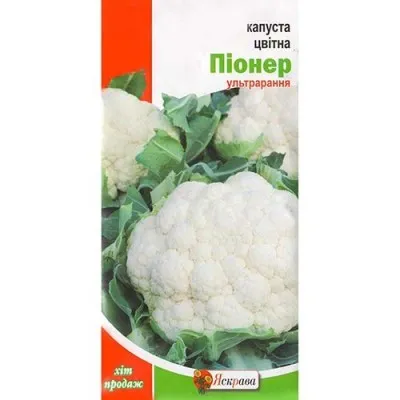 Капуста цветная Пионер фото