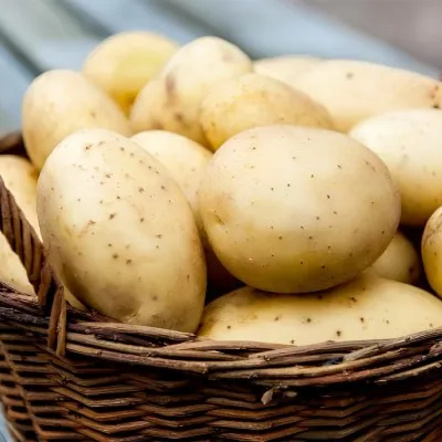 Картофель Борвина (первая репродукция, аналог сорта Коломбо и Ривьера) фото