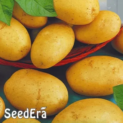 Семена картофеля Асоль фото