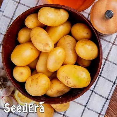 Семена картофеля Императрица фото