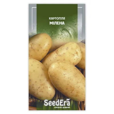 Семена картофеля Милена фото