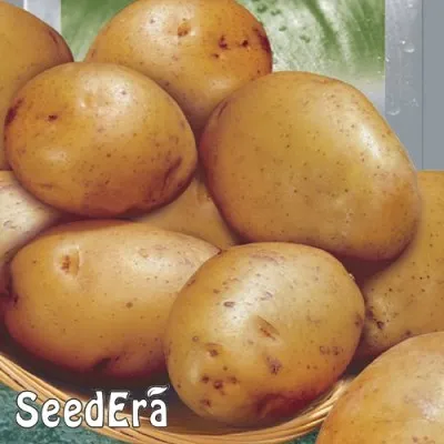 Семена картофеля Реванш фото