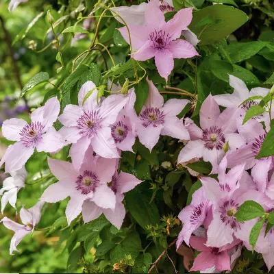 Клематис Hagley Hybrids фото