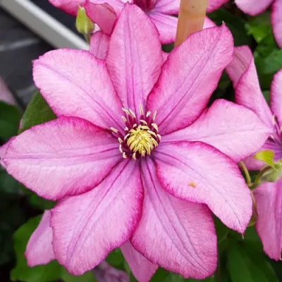 Клематис Paradiso фото