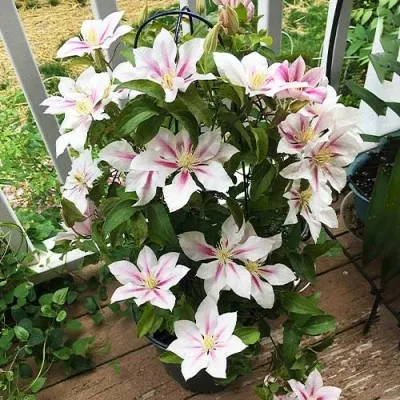 Клематис Andromeda фото