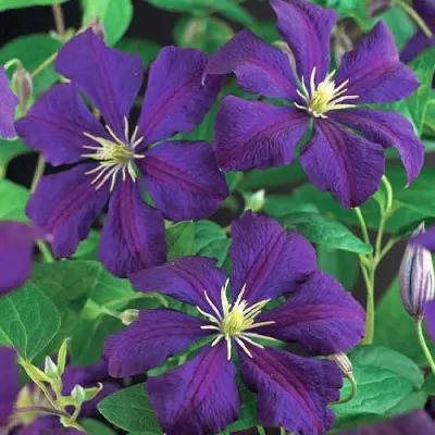 Клематис Etoile Violette фото