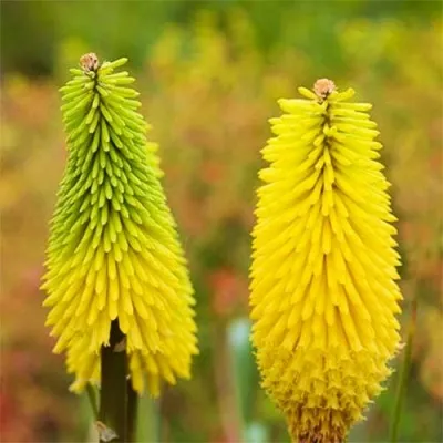 Книфофия Bees Lemon фото