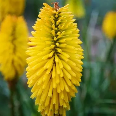 Книфофия Bees Lemon фото