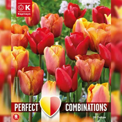 Комбо Тюльпаны Red, Orange & Yellow Blend (Брендовые луковицы KAPITEYN®) фото