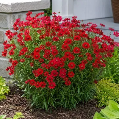 Кореопсис Ruby Red фото