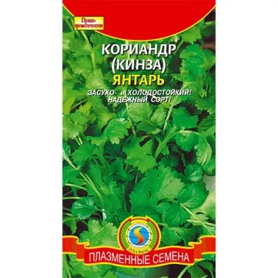 Кориандр Янтарь фото