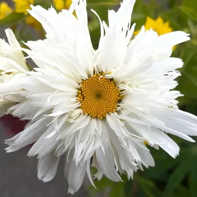 Нивяник Crazy Daisy фото