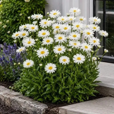 Нивяник Wirral Supreme фото