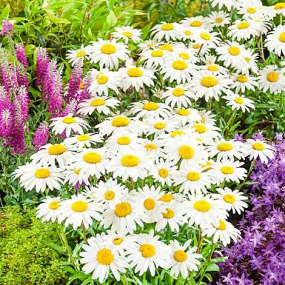 Нивяник Snowcap фото