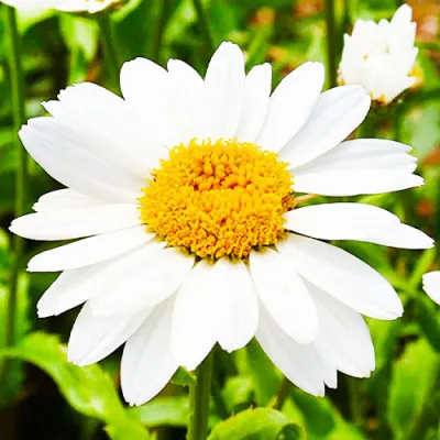 Нивяник Snowcap фото