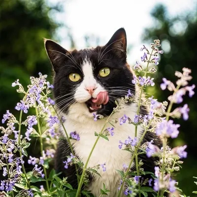 Котовник Six Hills Giant фото