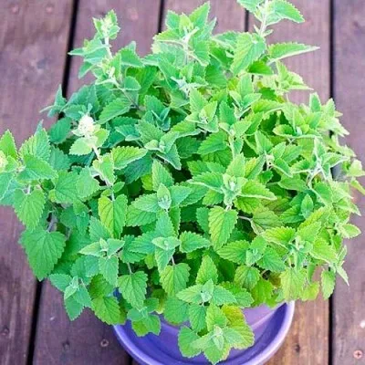 Котовник лимонный фото