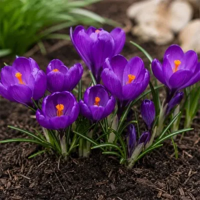 Крокус Flower Record фото