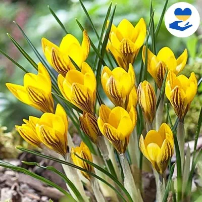 Крокус Fuscotinctus 3 шт - 100% от стоимости на благотворительную помощь фото