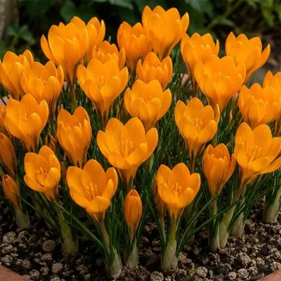 Крокус Orange Monarch фото