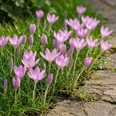 Крокус Roseus фото