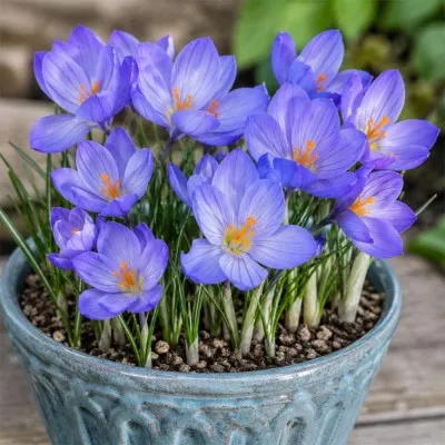 Крокус Speciosus фото