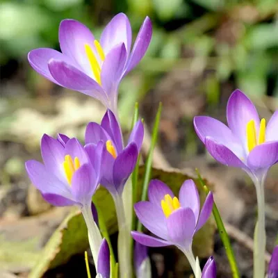 Набор крокусов Tommasinianus (Томазини) фото