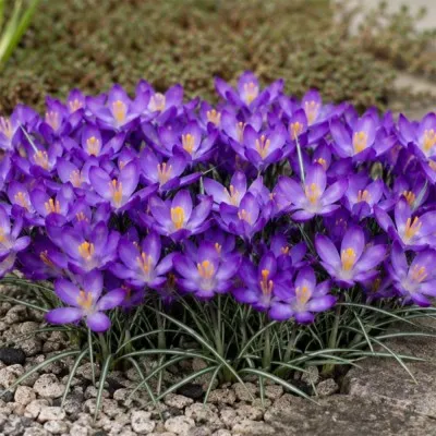 Крокуc Whitewell Purple фото