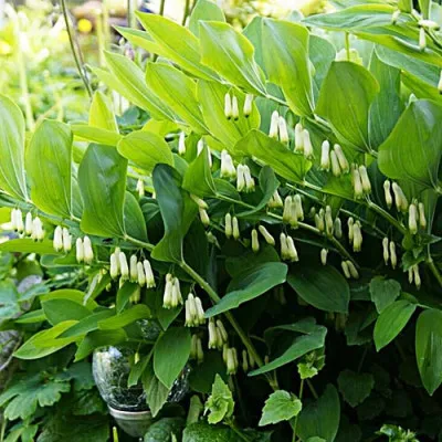 Купена многоцветковая фото