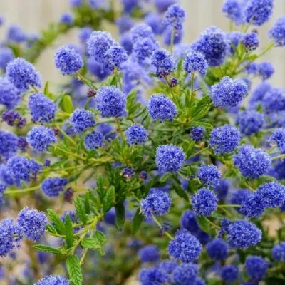 Цеанотус Repens фото