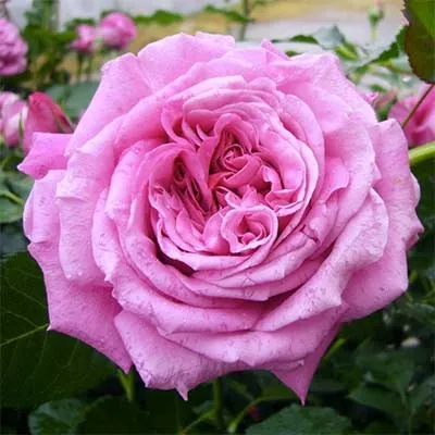 Роза La Roche Guyon фото