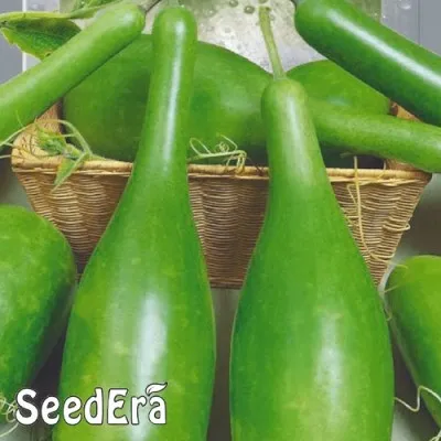 Лагенария бутылочная фото
