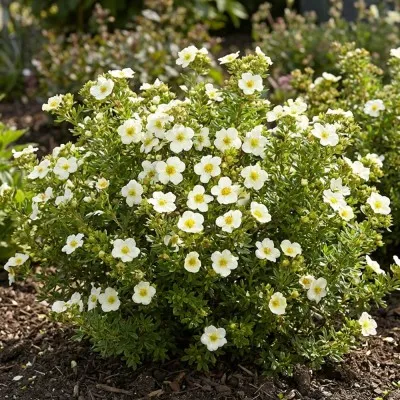 Лапчатка Tilford Cream фото