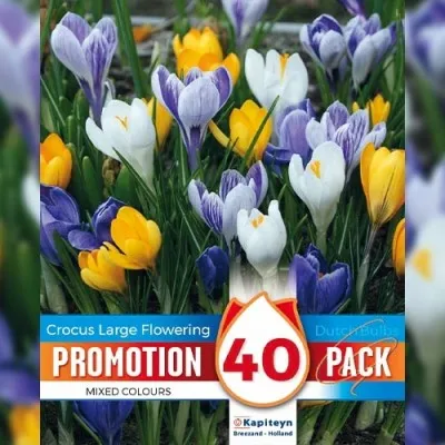 Промо-пак Крокус Large Flowering Mixed (Брендовые луковицы KAPITEYN®) фото