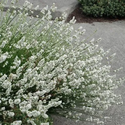 Лаванда Angustifolia Белая фото