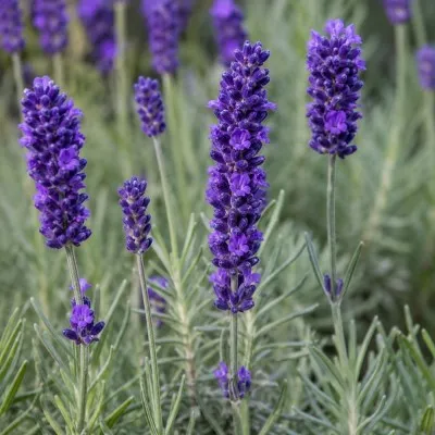 Лаванда Dark Hidcote Blue фото
