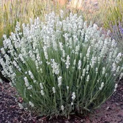 Лаванда Edelweiss (рассада) фото