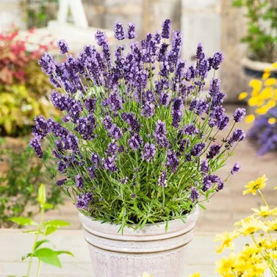 Лаванда Ellagance Purple фото