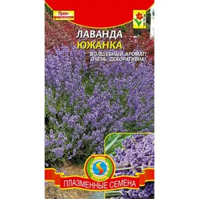 Лаванда Южанка фото