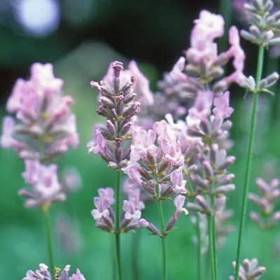 Лаванда Loddon Pink фото