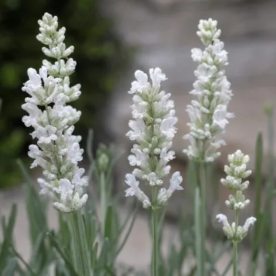 Лаванда White Fragrance фото