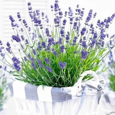 Лаванда Essence Purple фото