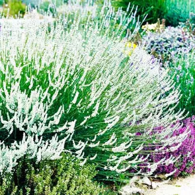 Лаванда Edelweiss фото
