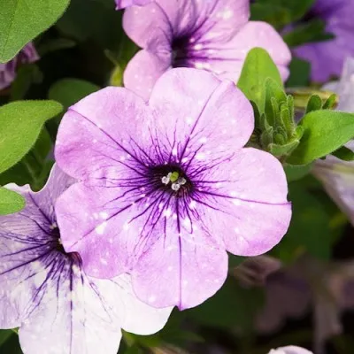 Петуния Lavender Sky фото