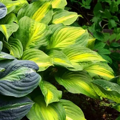 Хоста Lakeside Banana Bay фото