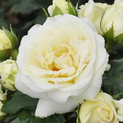 Роза Lenka Frayla фото